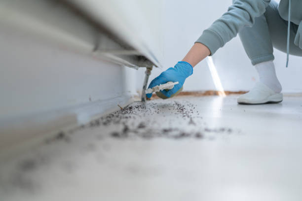 Best Local Pest Control Services  in Bridgetown, OH